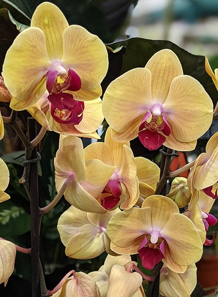 young orchid for sale with yellow and deep pink flowers