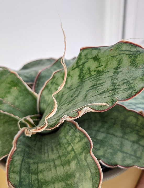 Frayed Edges on the leaves of a Silver Blue Snake Plant