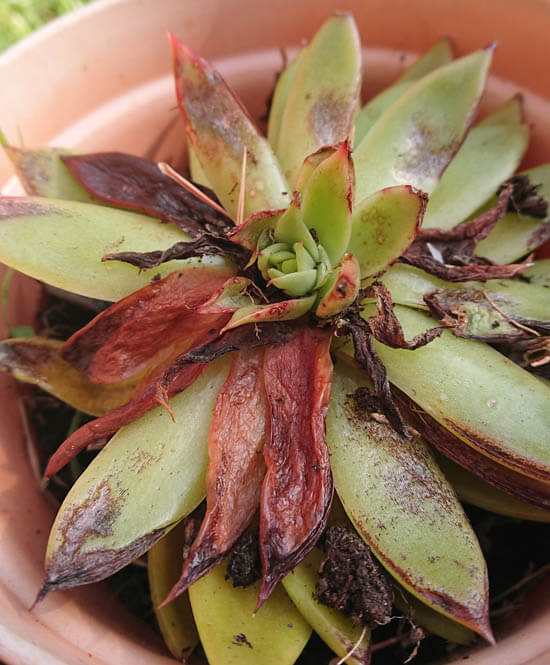 This Echeveria has been exposed to very cold temperatures during early Winter