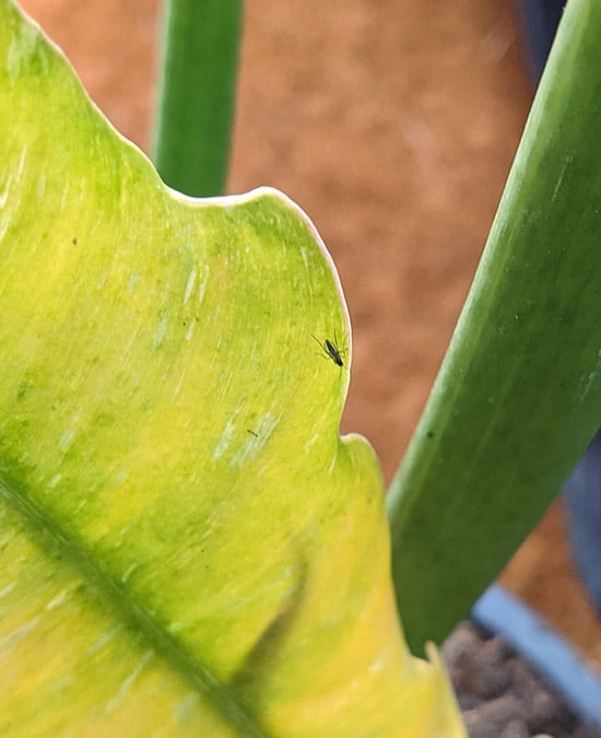 Adult Fungus Gnat on houseplant leaf