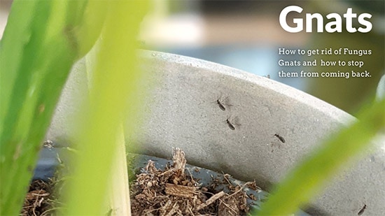 Fungus Gnats walking around on the side of a plant pot
