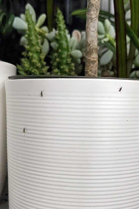 Three Fungus Gnat insects resting on a white planter