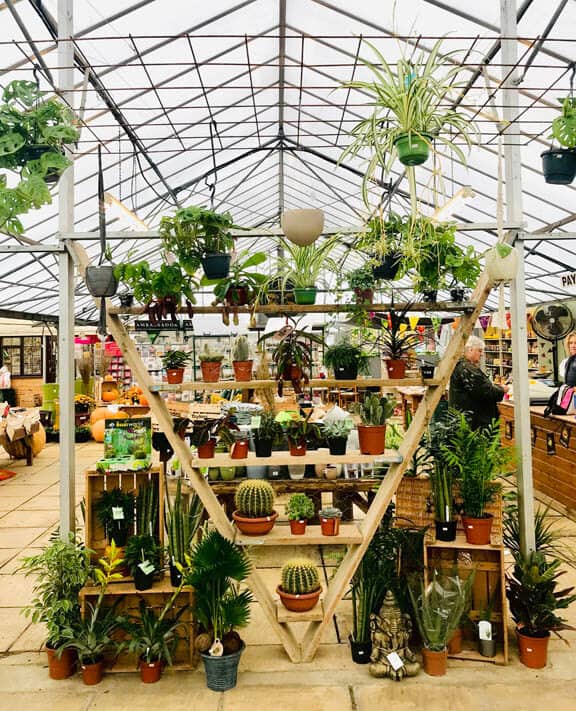 Garden Centres like one, often have a large selection and range of houseplants to pick from