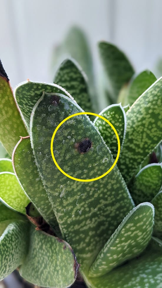 Black Spot marks on a Gasteria succulent