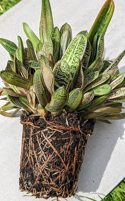 gasteria little warty with lots of plant clusters