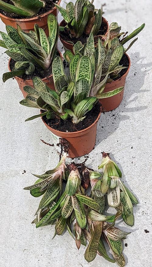 Young gasteria plants all potted up into new containers