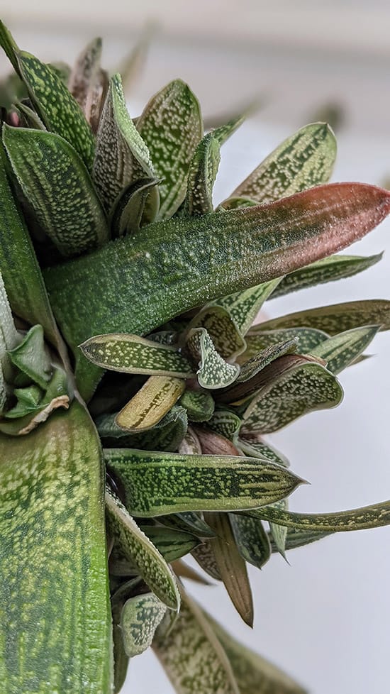 red hues showing in the leaves of this gasteria houseplant