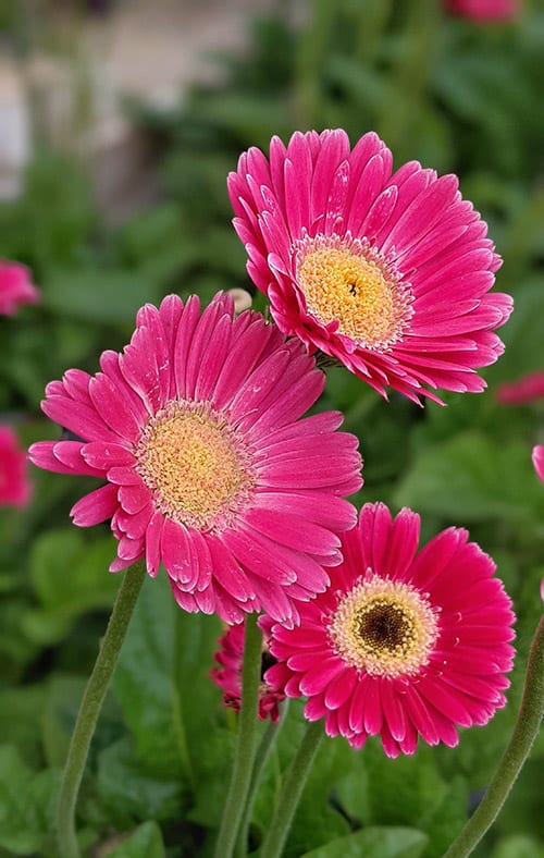 three pink gerbera flowers with the green foliage in underneath