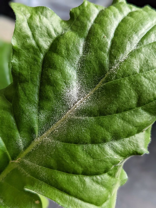 Powdery mildew growing on a Gerbera leaf with the classic powder like substance clearly visible