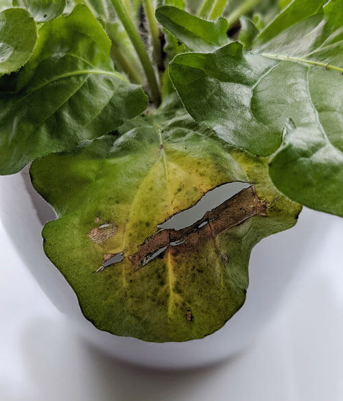 Yellow Leaf problem on a gerbera plant