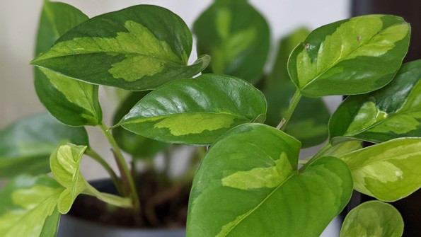 Global Green growing as a indoor plant
