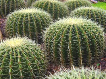 Globular shaped cactus plants