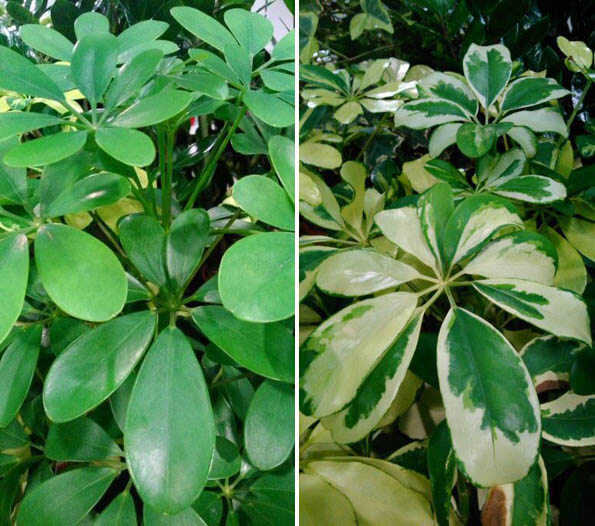 You can usually find all green or variegated Umbrella Plants like these, quite easily