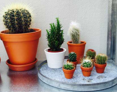 Cactus Desert Type  Guide Our House  Plants 