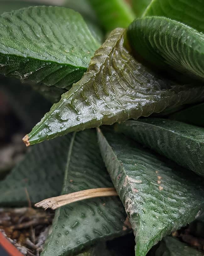 Haworthia with rotting leaves