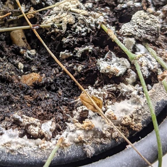 Too much humidty can cause mold to grow on the top of house plant soil