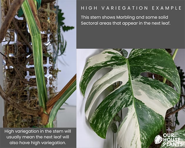 A diagram to show high variegation in this Monstera Variegata stem and leaf