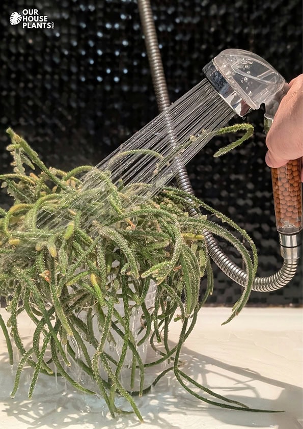 Washing Mealybugs off a houseplant A houseplant being gently washed in a shower to remove Mealybugs