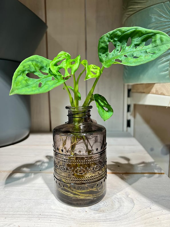 Monstera adansonii cutting growing in a glass container filled with water