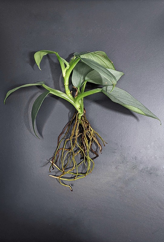 Philodendron hastatum silver sword stem cutting that is several months old with established roots