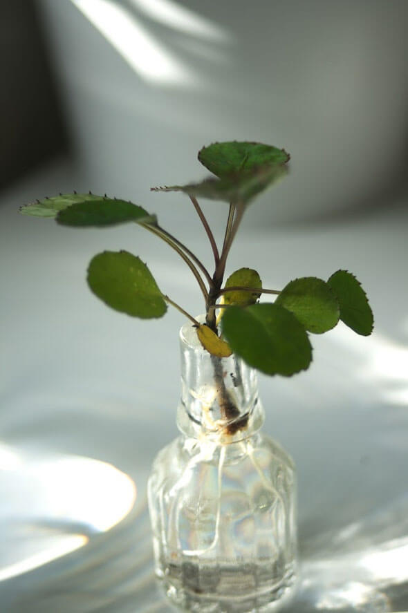 Plant cutting growing in water that has grown new roots