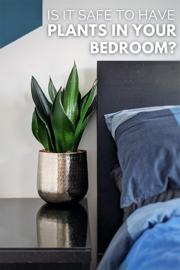 A snake plant in a bedroom growing in bright light