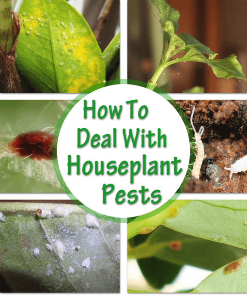 How to Identify & Treat Common Houseplant Pests