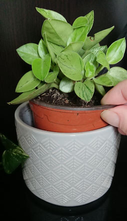 Plant in a outer container being placed into another planter with no holes