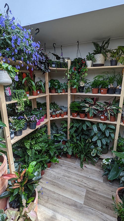 A section of a plant shop with shelves. From the floor to the ceiling houseplants are displayed on the shelves