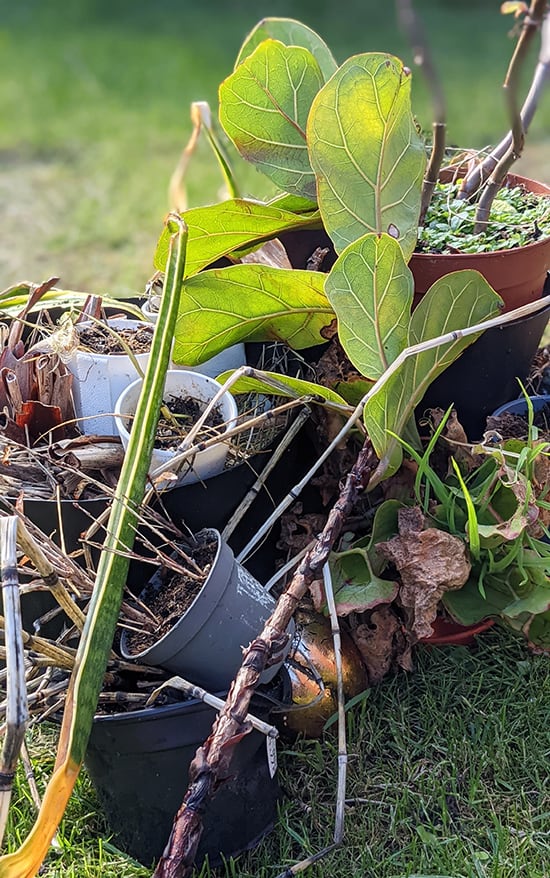 A number of dead indoor houseplants in a rubbish pie outside