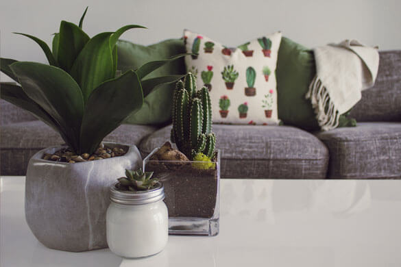 Just a few of the houseplants that will clean the air in your office and home