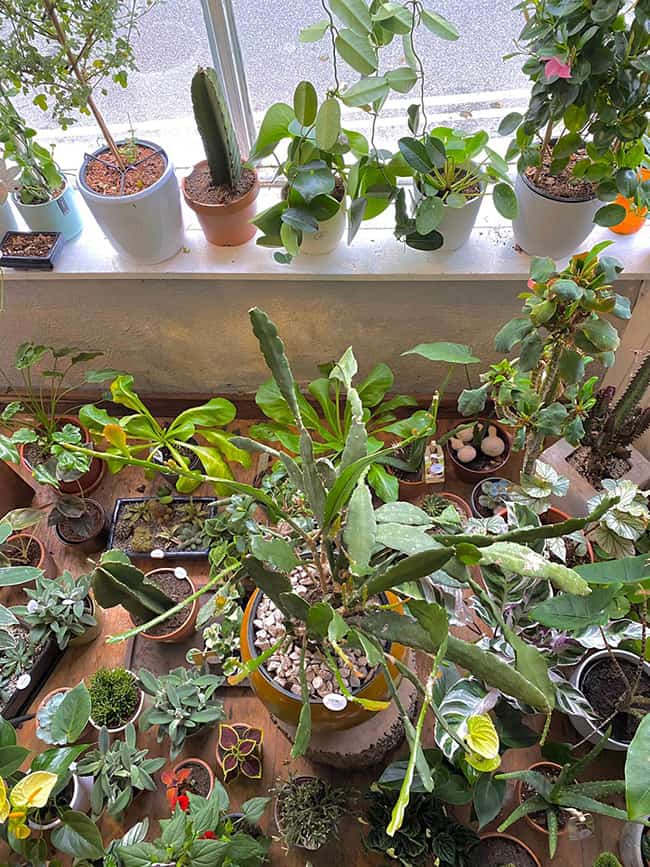 Many houseplants covering several square feet of space