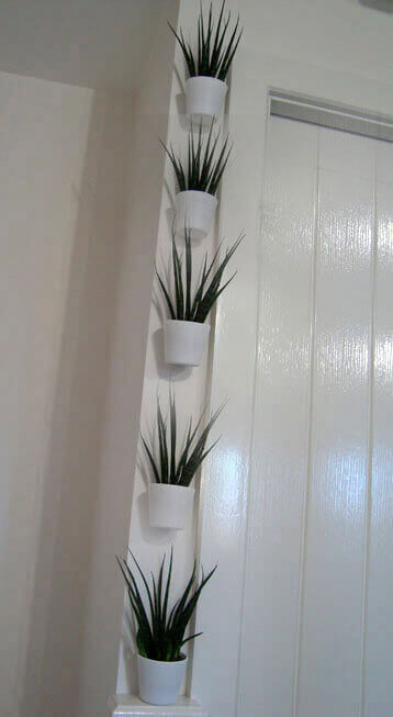 Houseplant Display Wall using Snake Plants in white pots