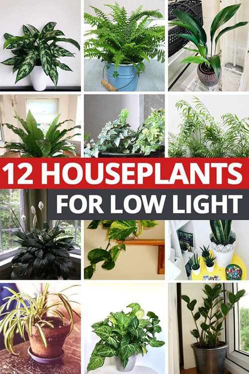12 different houseplants shown in squares that will live in low light