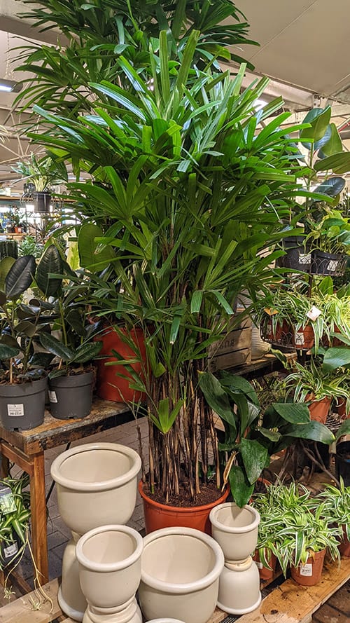 Houseplants on shelves for sale in a big box store surrounded by pots and containers