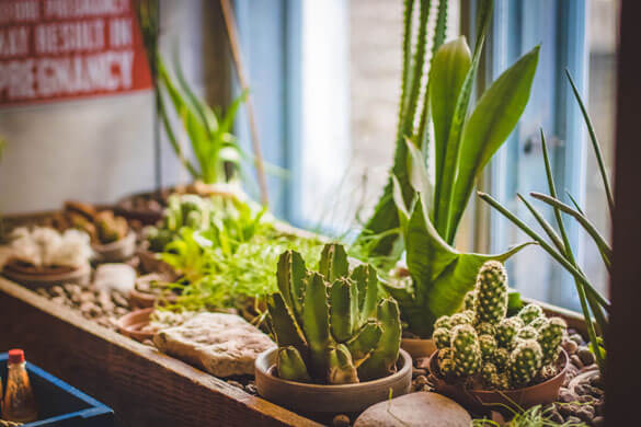 Collection of Houseplants being grown next to a south facing window