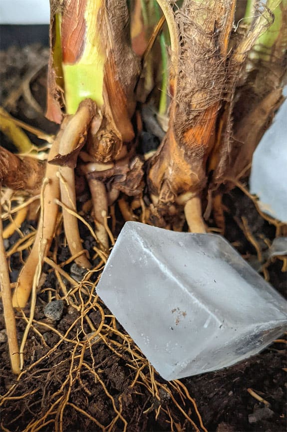 Ice touching the roots of this houseplant