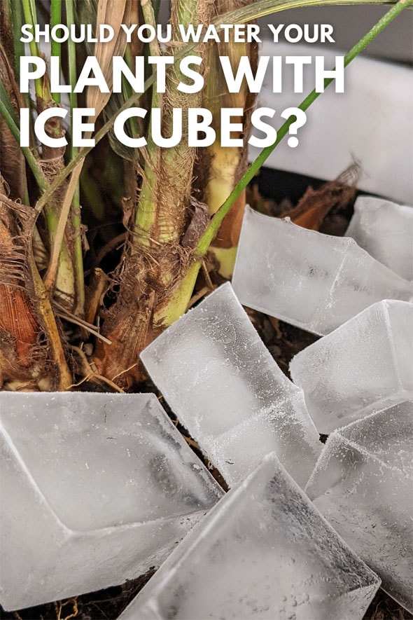 Ice Cubes around the stems of a Lady Palm houseplant