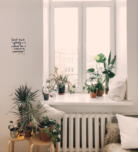 Houseplants in a living room with a North facing aspect