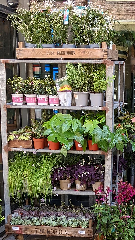 A mix of houseplants, and plants for an outdoor garden for sale outside of a shop