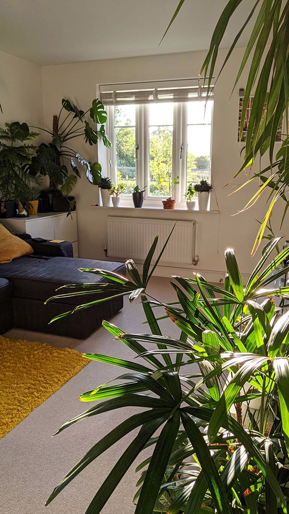 A sunny living room with a number of plants placed around the space