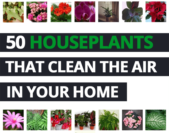 Top 50 air purifying plants that clean the air banner