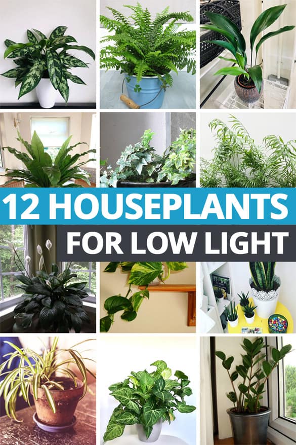 Collage of houseplants suitable for low light locations