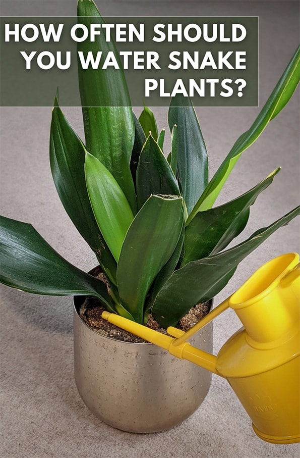 Watering a Snake Plant with a yellow watering can