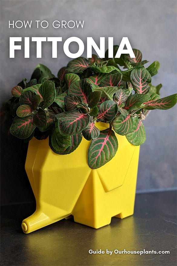 Fittonia or Nerve Plant, growing in a yellow container