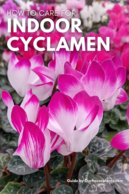 Cyclamen plant with pink and white flowers