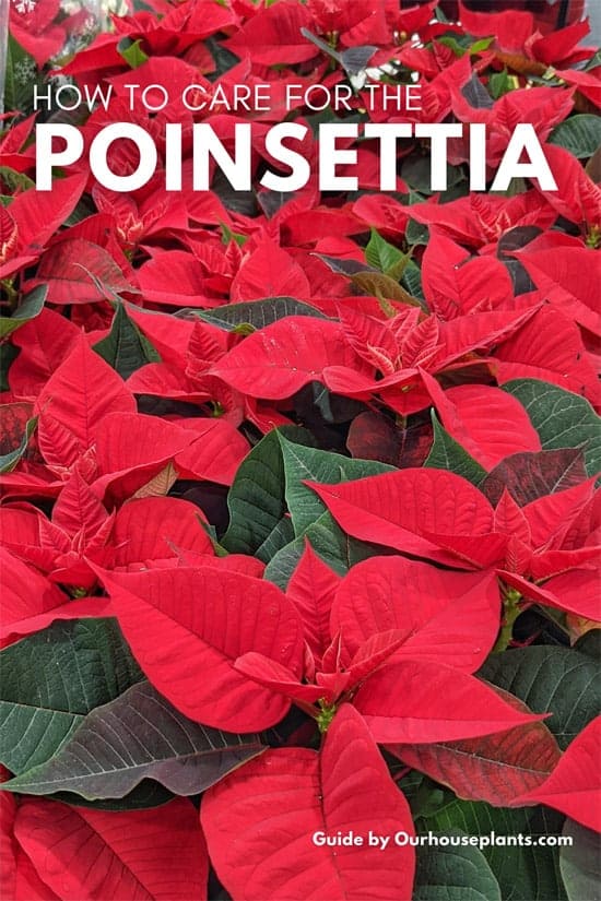 Red Poinsettias growing in a plant nursery ready to be sold