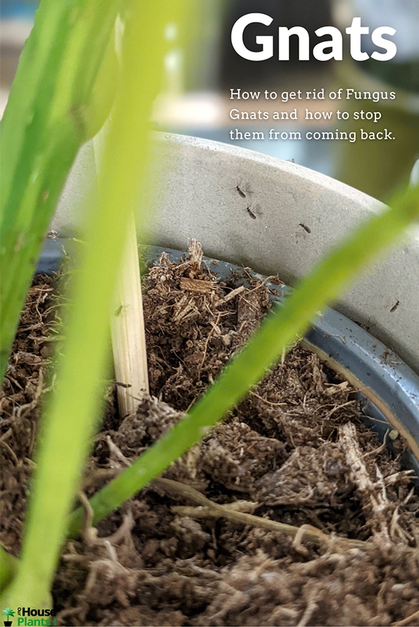 Fungus Gnats running up the side of a plant pot