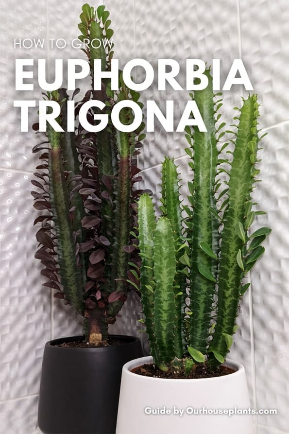 The two Euphorbia trigona varieties side by side