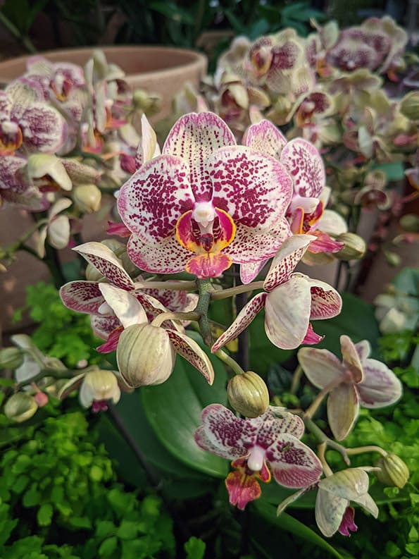 A moth orchid in flower with white and purple markings with the closest flower facing the camera